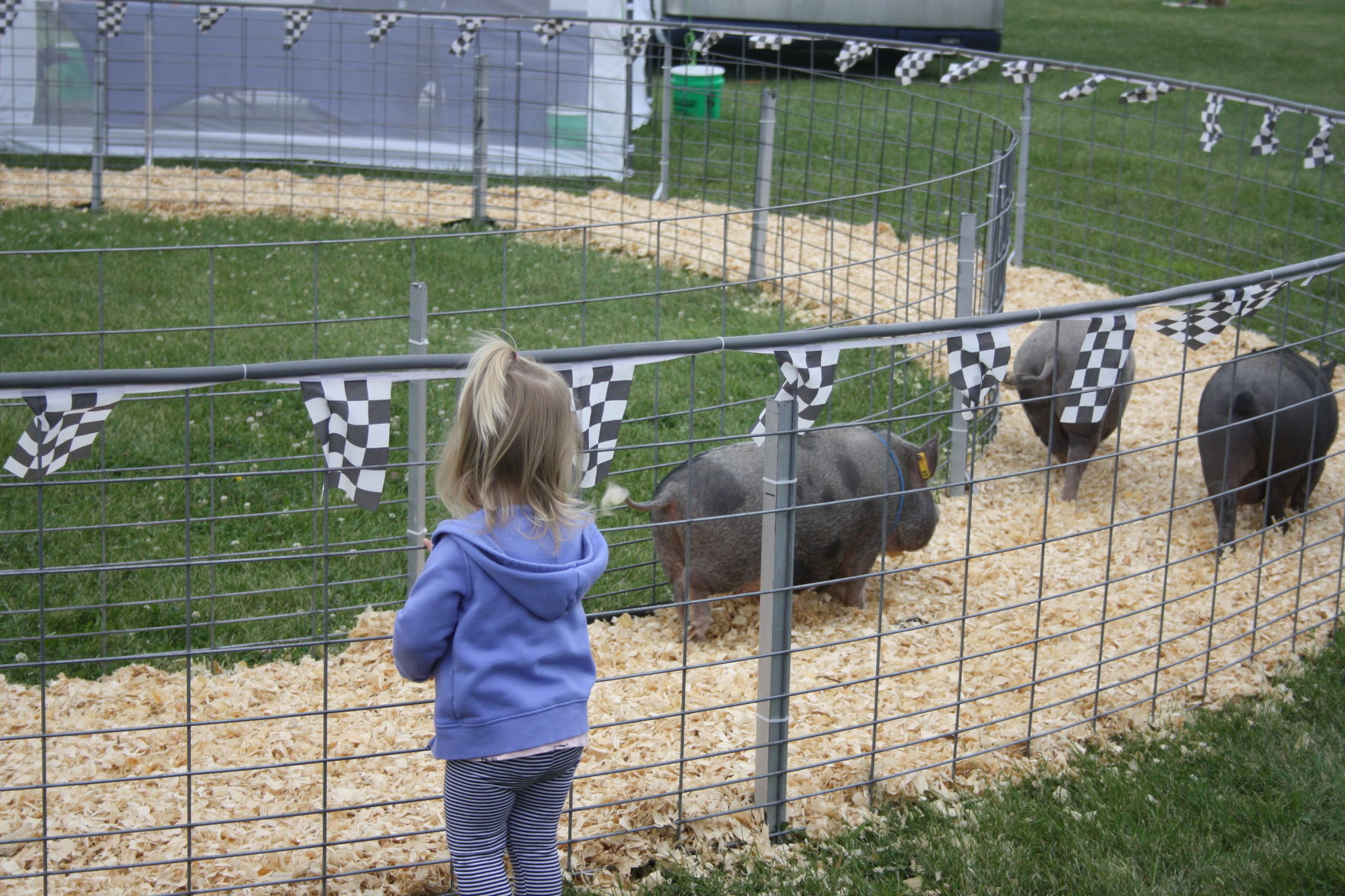 DC Fair Wednesday